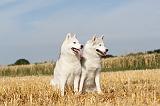SIBERIAN HUSKY 048